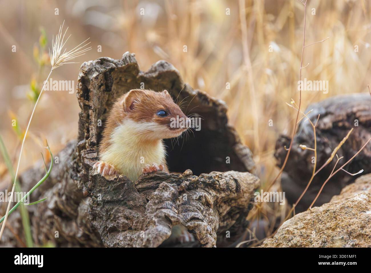 Espagne, Communauté de Castille-et-Léon, province de Léon, Riano, Stoat (Mustela erminea) en manteau d'été, animal captif dans un enclos Banque D'Images