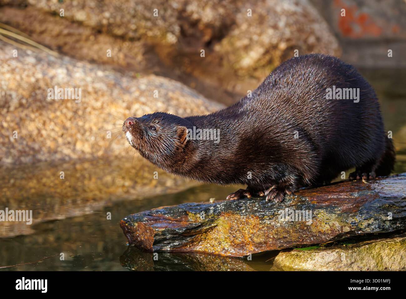 Espagne, Communauté de Castille-et-Léon, province de Léon, Riano, vison d'Amérique (Neogale vison), animal captif dans un enclos Banque D'Images