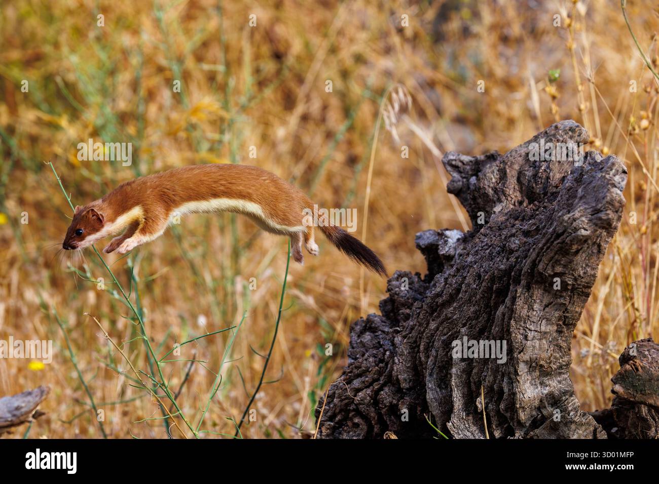 Espagne, Communauté de Castille-et-Léon, province de Léon, Riano, Stoat (Mustela erminea) en manteau d'été, animal captif dans un enclos, saut Banque D'Images