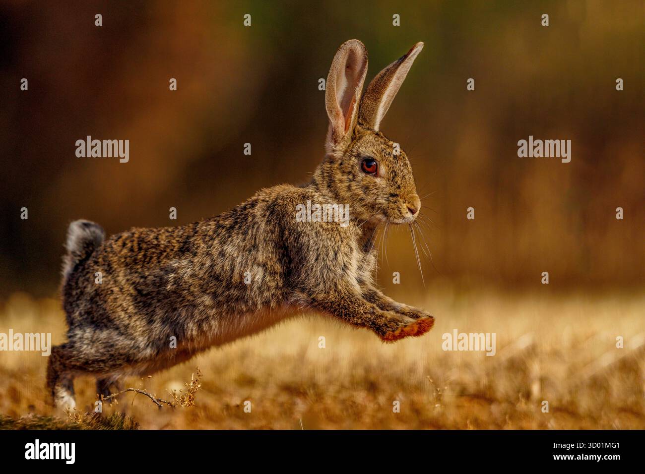 Espagne, province de Castille-la Manche, propriété privée, lapin européen (Oryctolagus cuniculus) Banque D'Images
