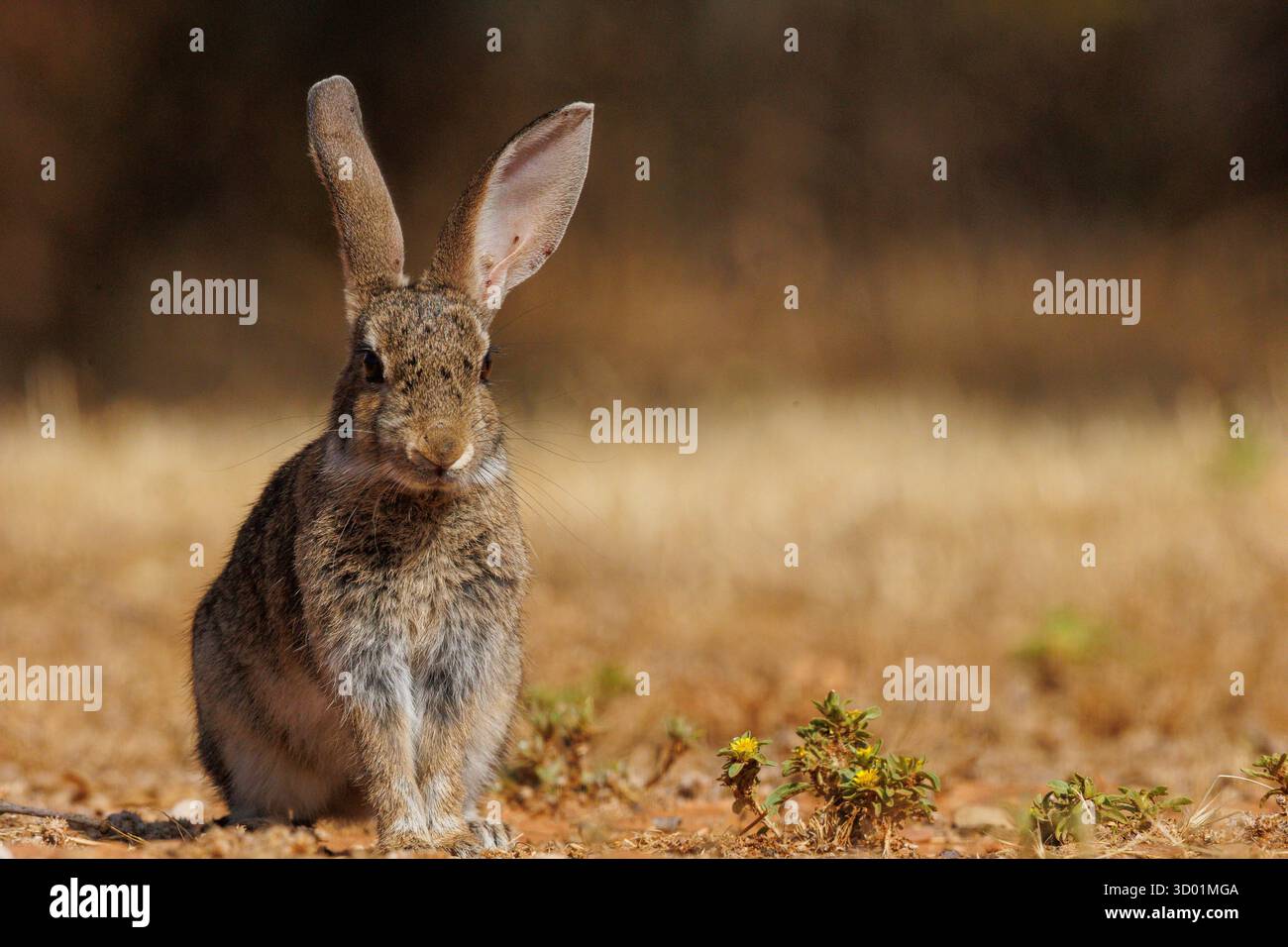 Espagne, province de Castille-la Manche, propriété privée, lapin européen (Oryctolagus cuniculus) Banque D'Images