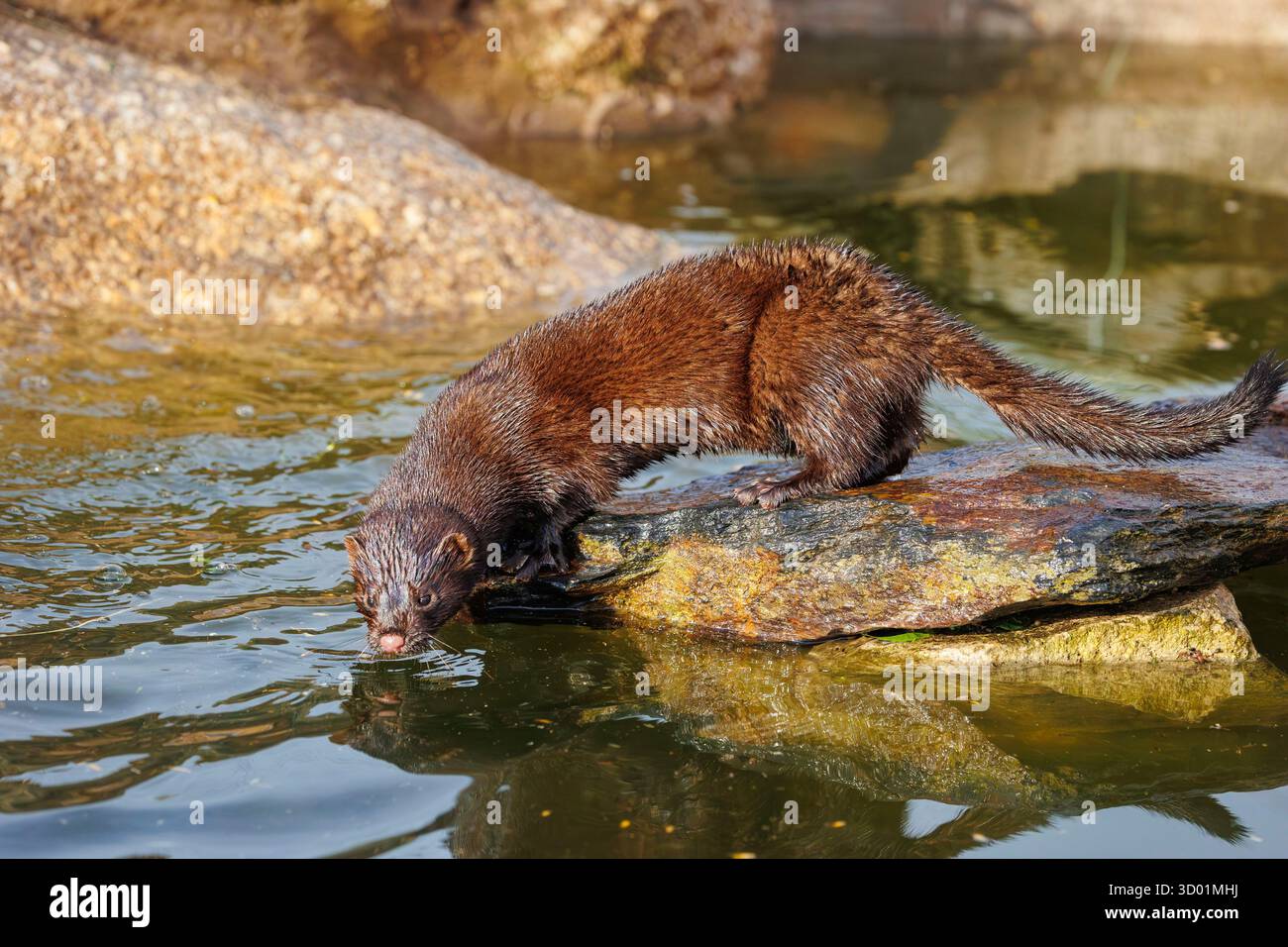 Espagne, Communauté de Castille-et-Léon, province de Léon, Riano, vison d'Amérique (Neogale vison), animal captif dans un enclos Banque D'Images