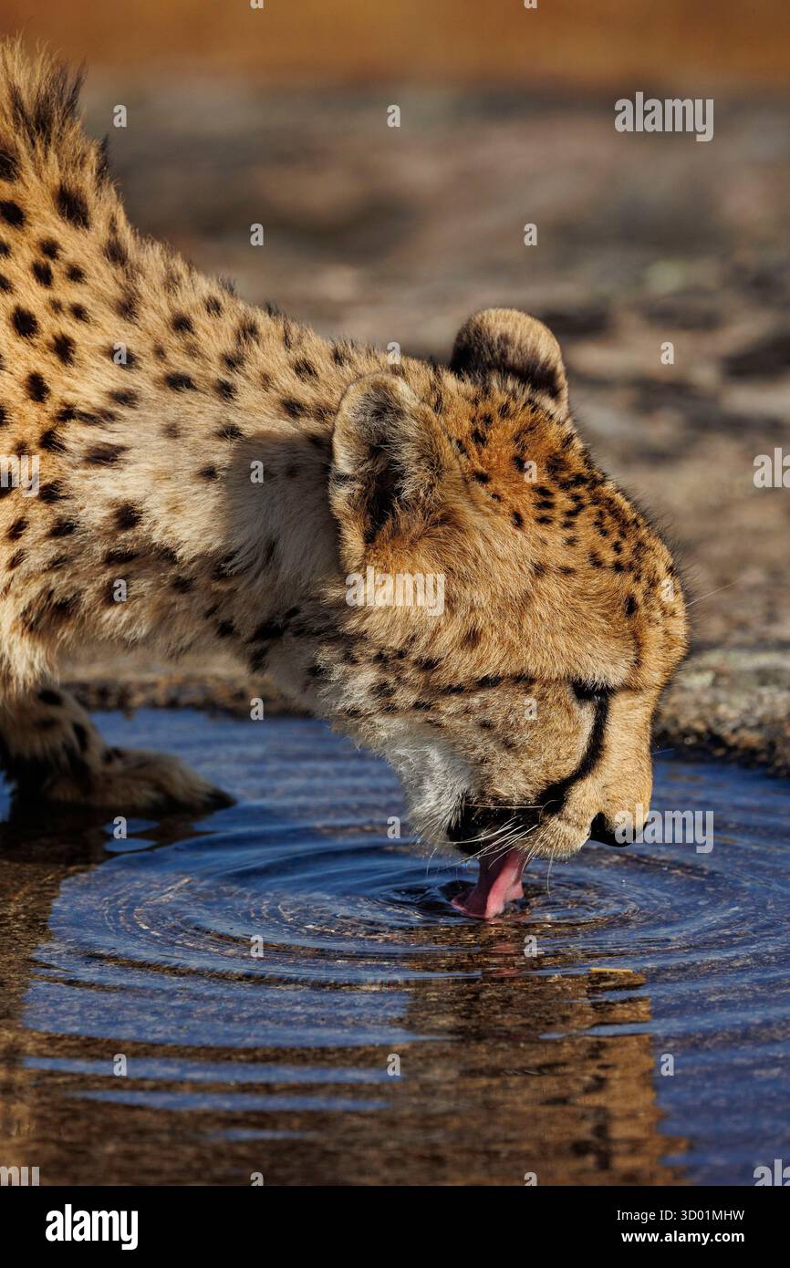 Guépard (Acinonyx jubatus), trouvé en Afrique, animal captif, adulte buvant dans une flaque sur un rocher Banque D'Images