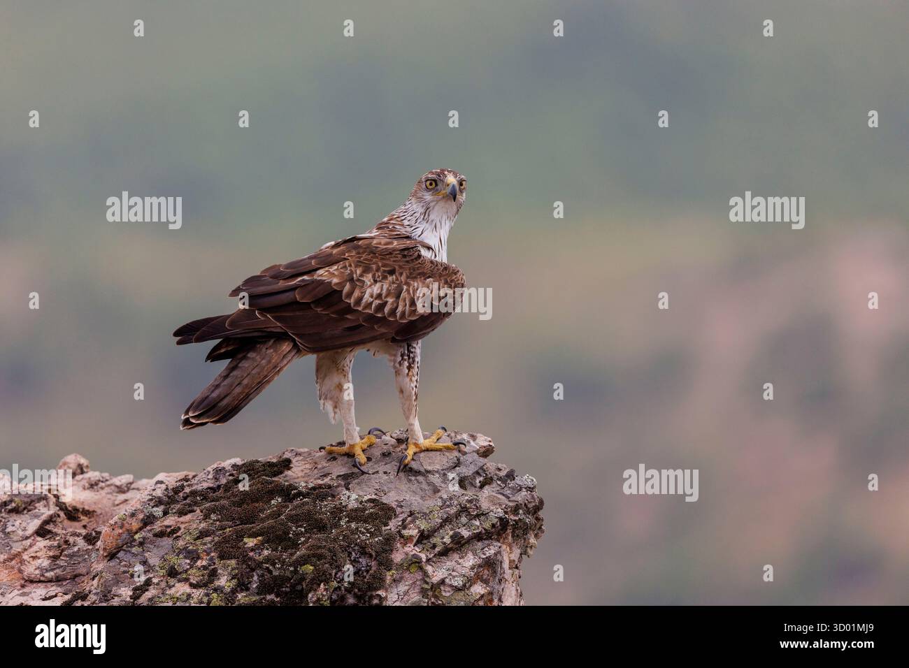 Espagne, province de Castille-la Manche, Aigle de Bonelli (Aquila fasciata, anciennement Hieraaetus fasciatus), sur un rocher Banque D'Images
