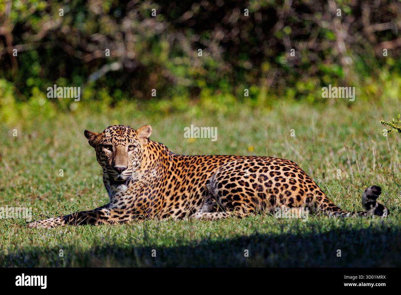 Sri Lanka, parc national de Kumana, léopard de Ceylan (Panthera pardus kotiya), également appelé léopard du Sri Lanka, dans une prairie Banque D'Images