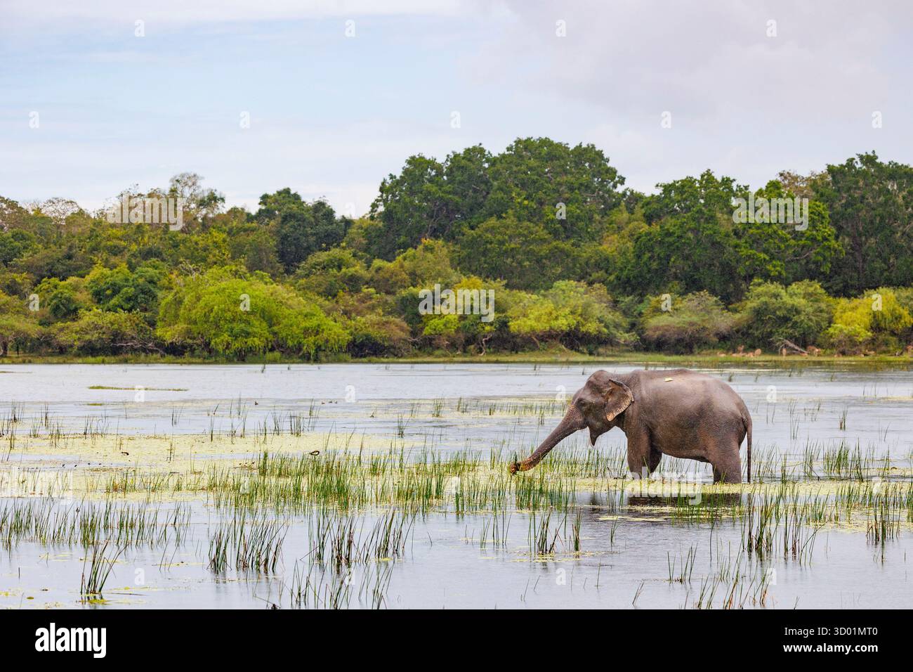 Sri Lanka, parc national de Kumana éléphant d'Asie (Elephas maximus), dans le marais Banque D'Images