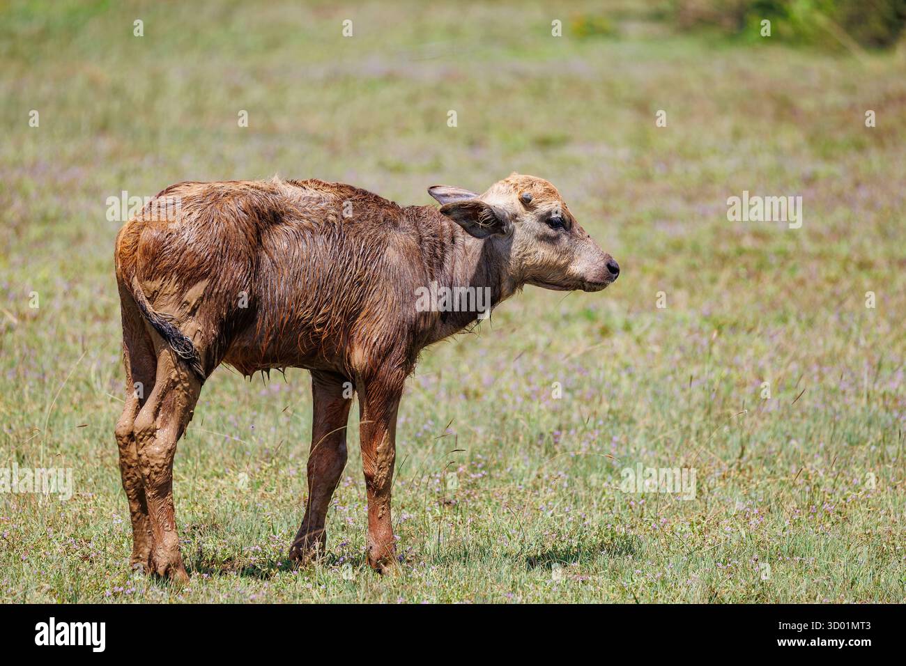Sri Lanka, Parc National de Kumana, Buffalo d'eau, Buffalo sauvage, Buffalo sauvage asiatique (Bubalus arnee), jeune au bord de l'eau dans un pré Banque D'Images