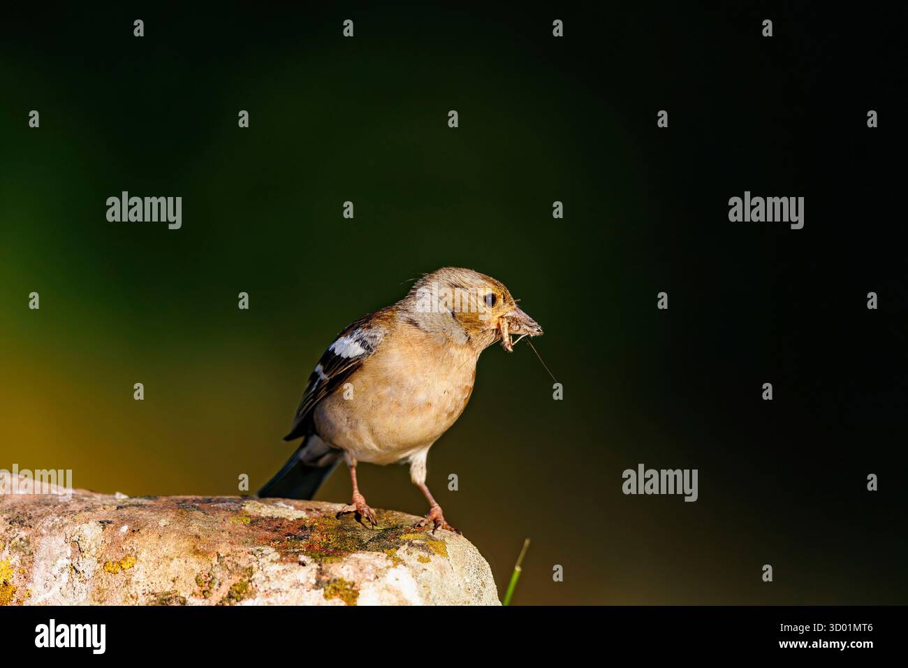 Espagne, Communauté de Castille et Léon, province de Léon, Riano, Chaffinch (Fringilla coelebs), femelle sur un rocher avec de la nourriture dans son bec Banque D'Images