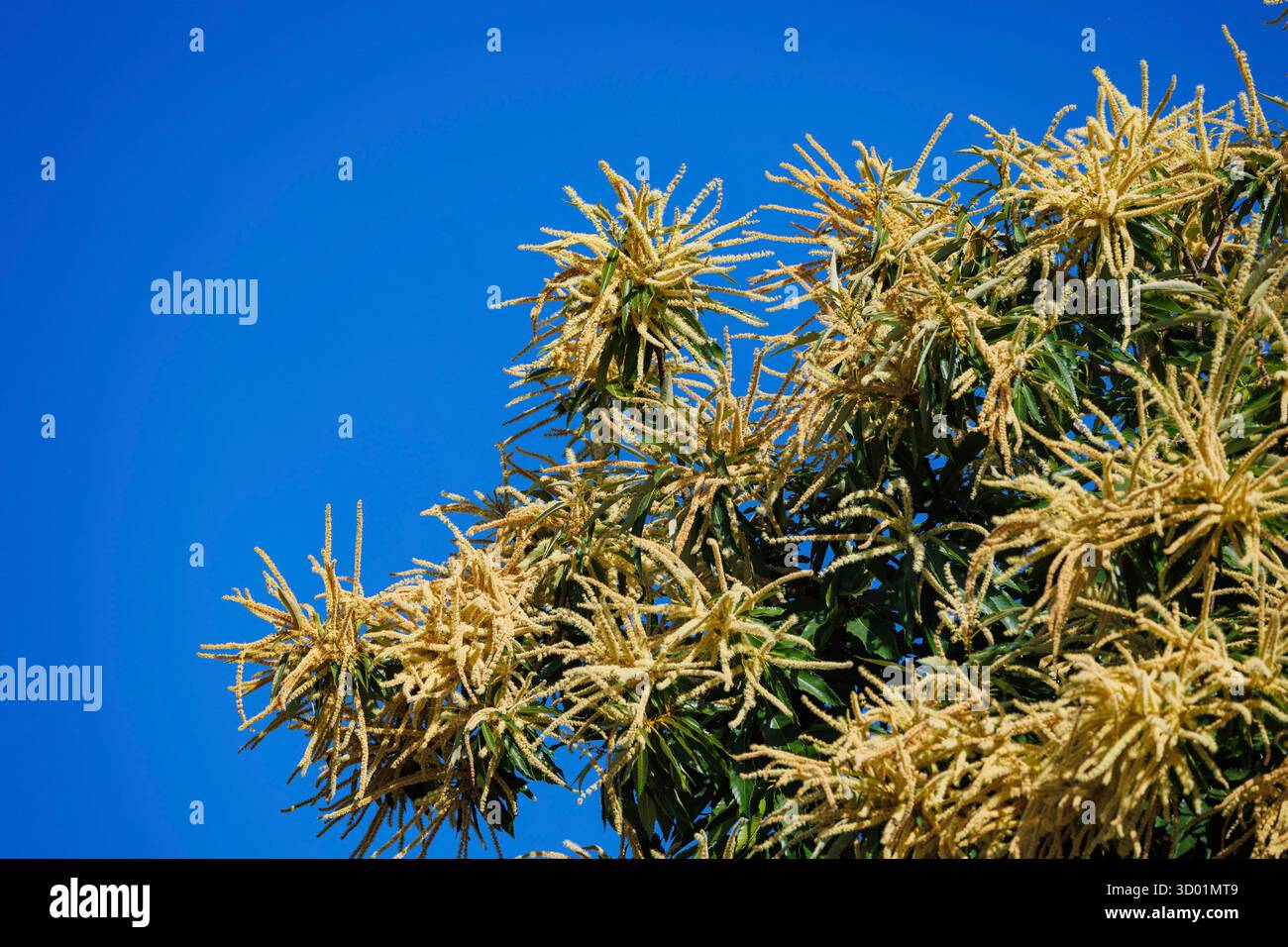 Espagne, province de Castille-la Manche, châtaigne commune (Castanea sativa), arbre à fleurs au bord d'une route Banque D'Images