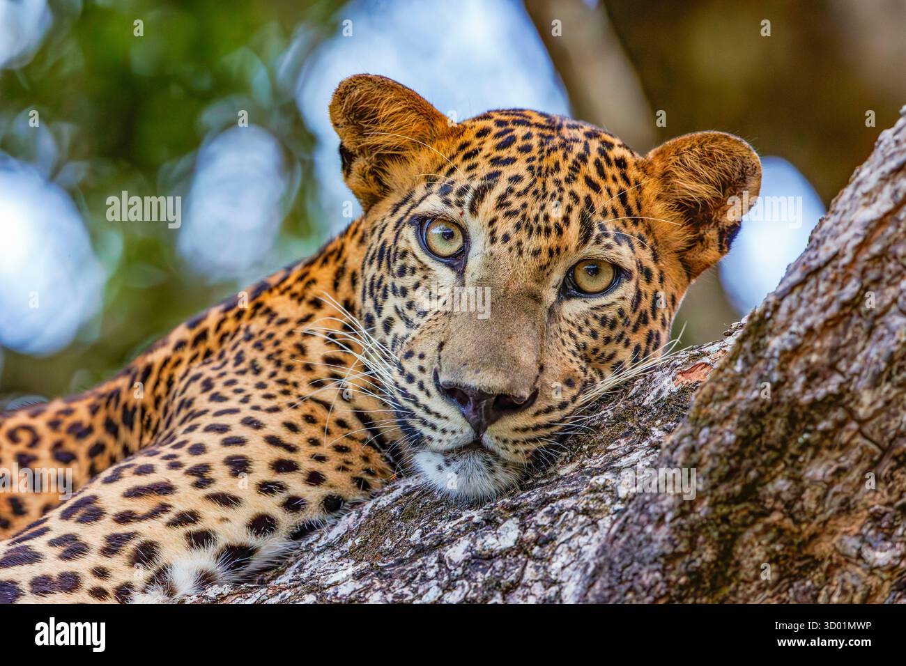 Sri Lanka, parc national de Kumana, léopard de Ceylan (Panthera pardus kotiya), également appelé léopard sri-lankais, dans un arbre, portrait Banque D'Images