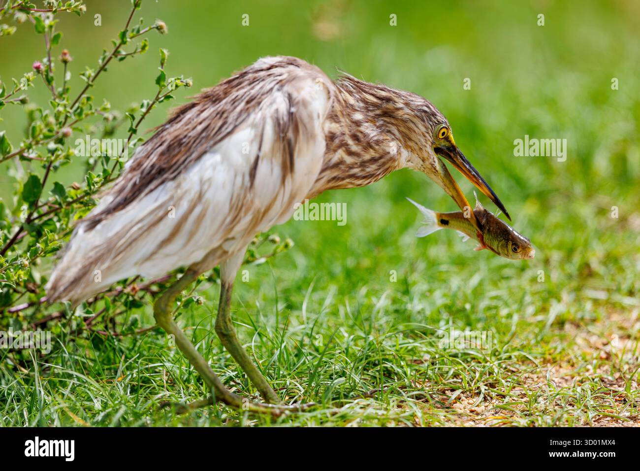 Sri Lanka, parc national de Kumana, Gray's Pond Heron (Ardeola grayii), au bord d'un marais, a attrapé un poisson Banque D'Images