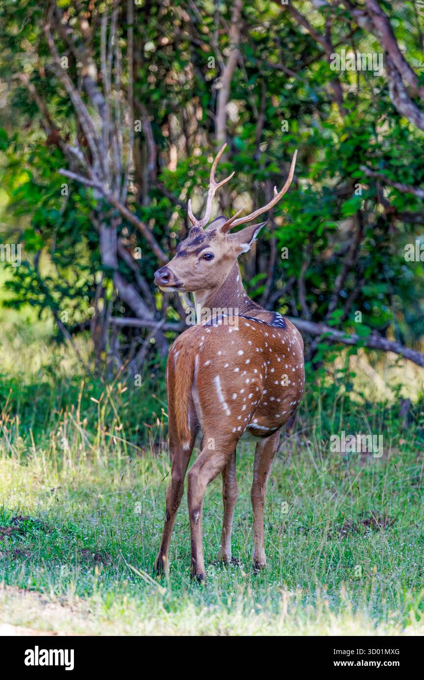 Sri Lanka, Parc national de Kumana, axe ou Chital (axe de l'axe), mâle Banque D'Images