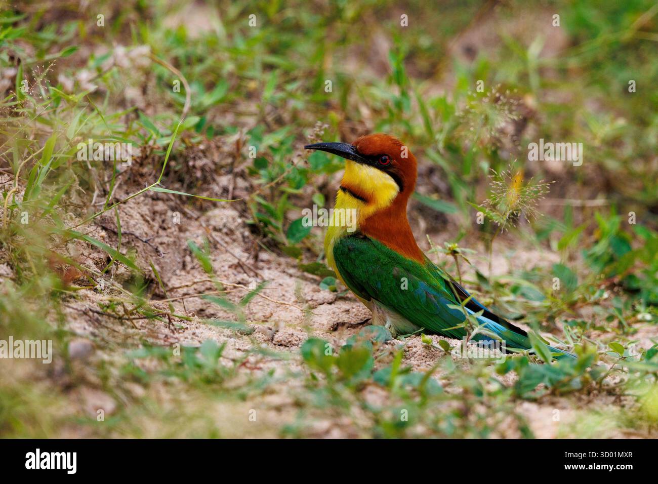 Sri Lanka, parc national de Kumana, mangeur d'abeilles de Leschenault (Merops leschenaulti), à l'entrée de sa galerie creusée dans le sol Banque D'Images