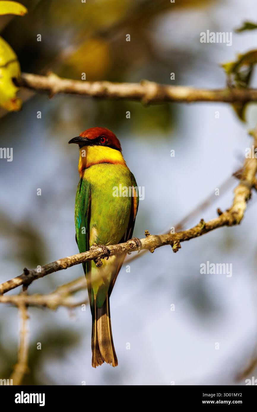Sri Lanka, parc national de Kumana, mangeur d'abeilles de Leschenault (Merops leschenaulti), perché sur une branche Banque D'Images