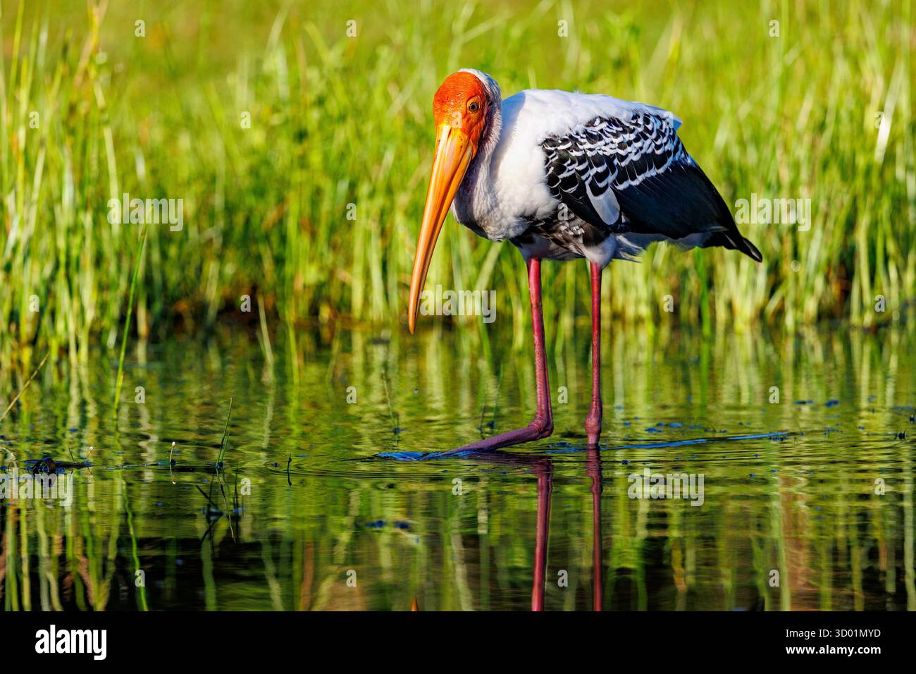 Sri Lanka, parc national de Kumana, cigogne des bois (Mycteria leucocephala), recherche de nourriture dans le marais Banque D'Images