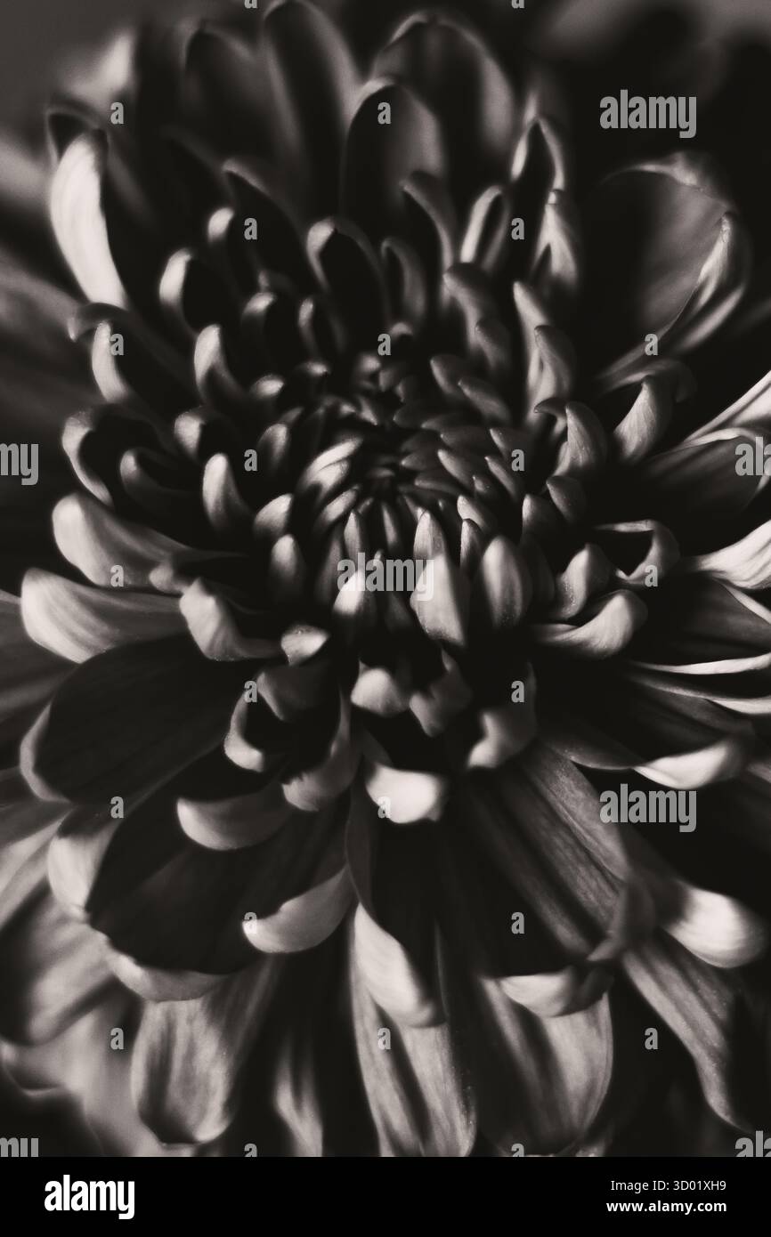 Macro noir et blanc de fleur de chrysanthème. Photo de haute qualité Banque D'Images