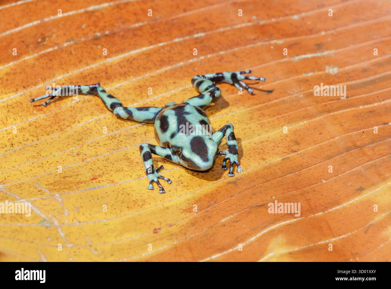 Costa Rica, grenouille poison verte et noire (Dendrobates auratus) Banque D'Images