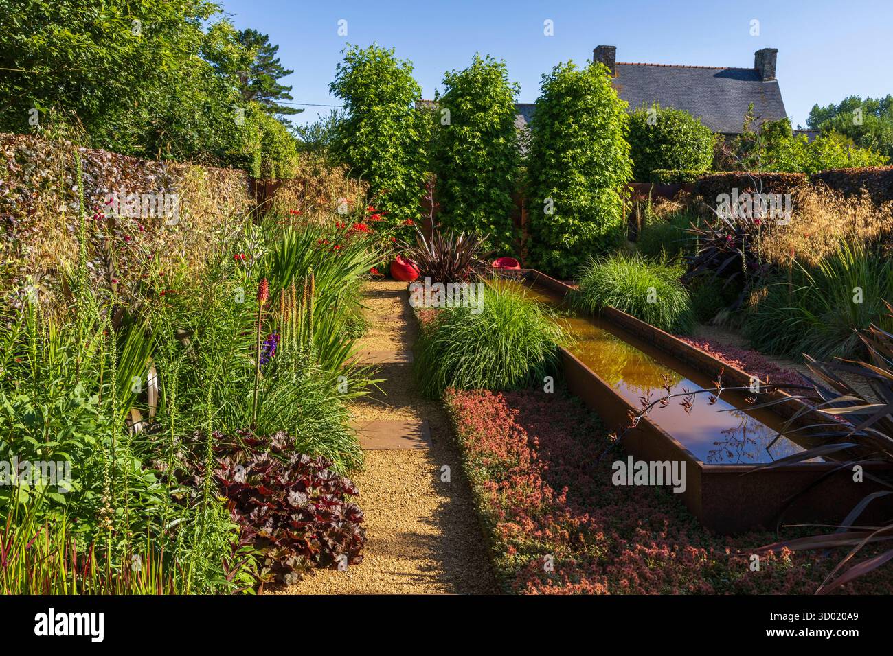 France, côtes d'Armor, Plouec du Trieux, les jardins de Kerfouler, jardin remarquable, jardin tout feu toute flamme, worplesdon (liquididambar styraciflua) Banque D'Images France, côtes d'Armor, Plouec du Trieux, les jardins de Kerfouler, jardin remarquable, jardin tout feu toute flamme, worplesdon (liquididambar styraciflua) Banque D'Images