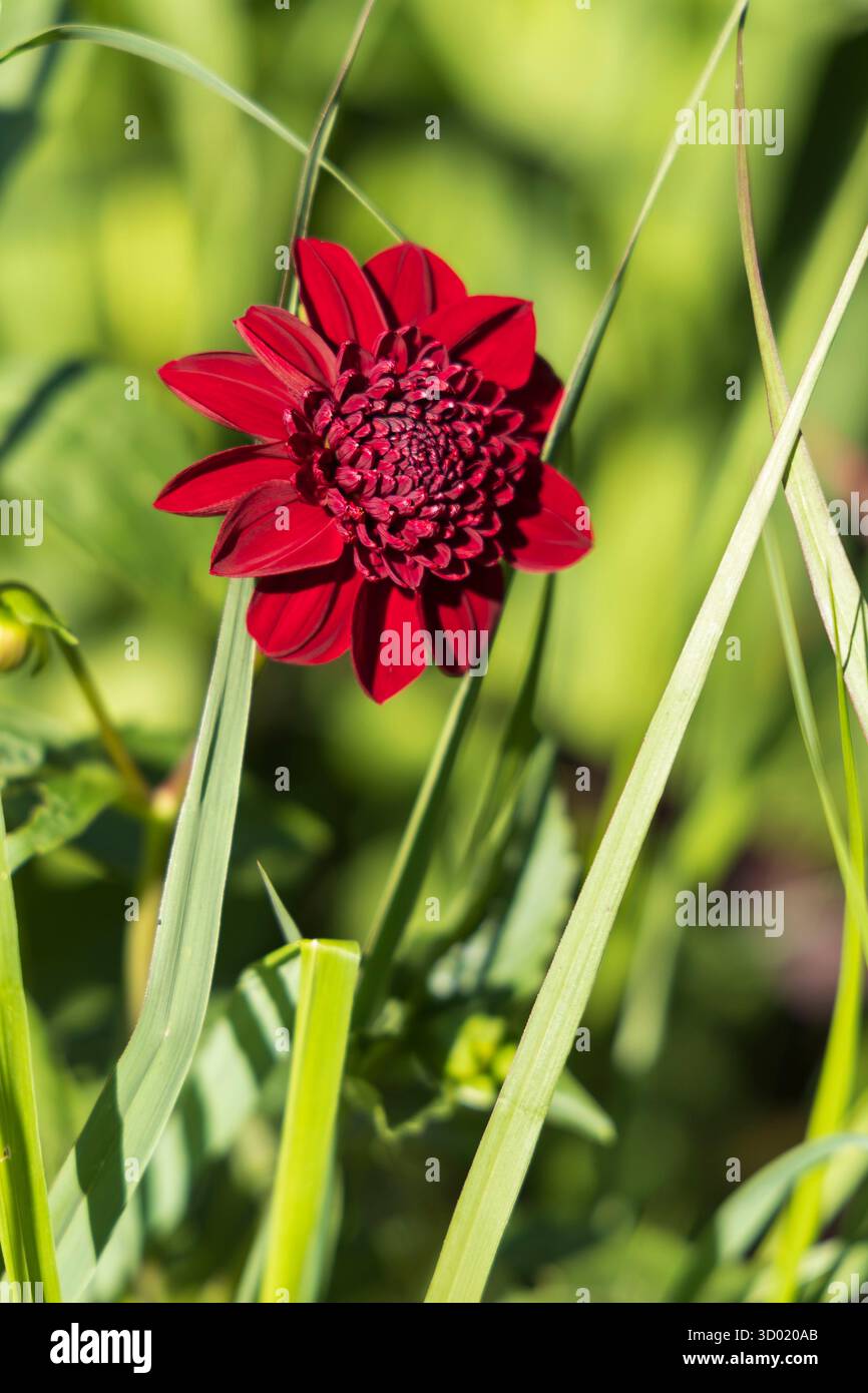 France, côtes d'Armor, Plouec du Trieux, les jardins du Kerfouler, jardin remarquable, jardin tout feu toute flamme, cosmos (cosmos atrosanguineus) Banque D'Images France, côtes d'Armor, Plouec du Trieux, les jardins du Kerfouler, jardin remarquable, jardin tout feu toute flamme, cosmos (cosmos atrosanguineus) Banque D'Images