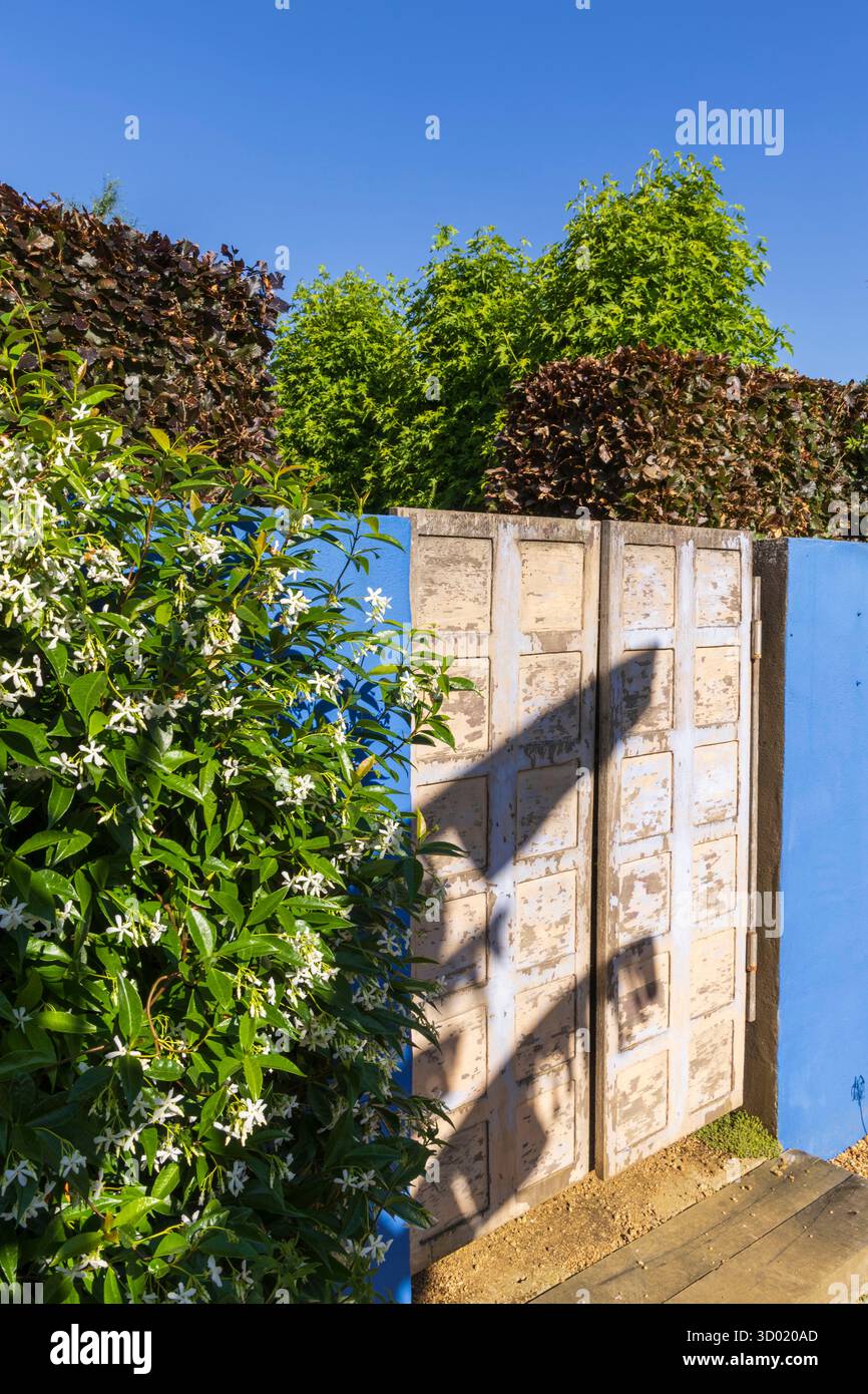 France, côtes d'Armor, Plouec du Trieux, les jardins du Kerfouler, jardin remarquable, jardin marocain, jasmin (trachelospermum jasminoides) Banque D'Images France, côtes d'Armor, Plouec du Trieux, les jardins du Kerfouler, jardin remarquable, jardin marocain, jasmin (trachelospermum jasminoides) Banque D'Images