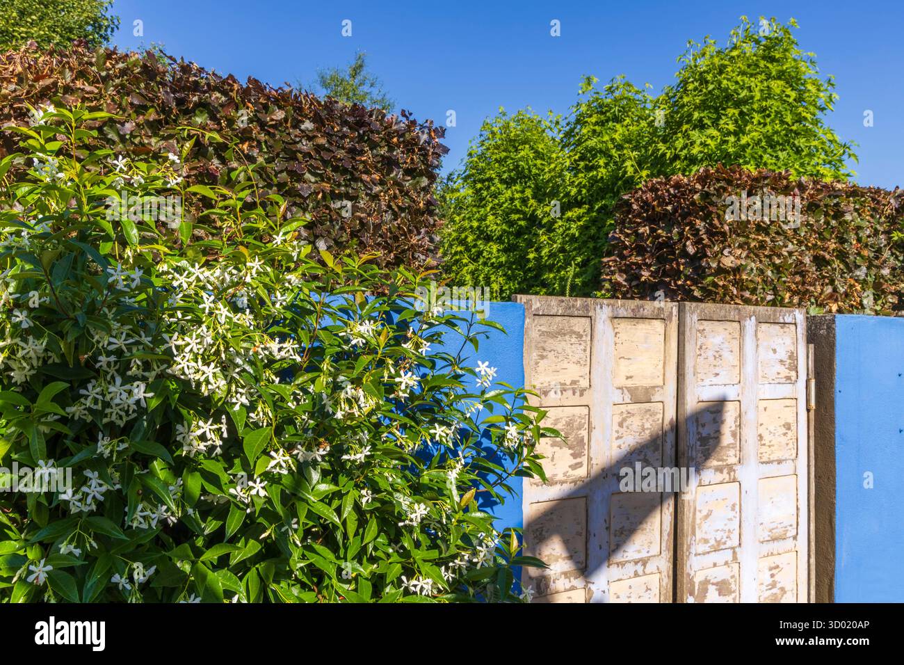 France, côtes d'Armor, Plouec du Trieux, les jardins du Kerfouler, jardin remarquable, jardin marocain, jasmin (trachelospermum jasminoides) Banque D'Images France, côtes d'Armor, Plouec du Trieux, les jardins du Kerfouler, jardin remarquable, jardin marocain, jasmin (trachelospermum jasminoides) Banque D'Images