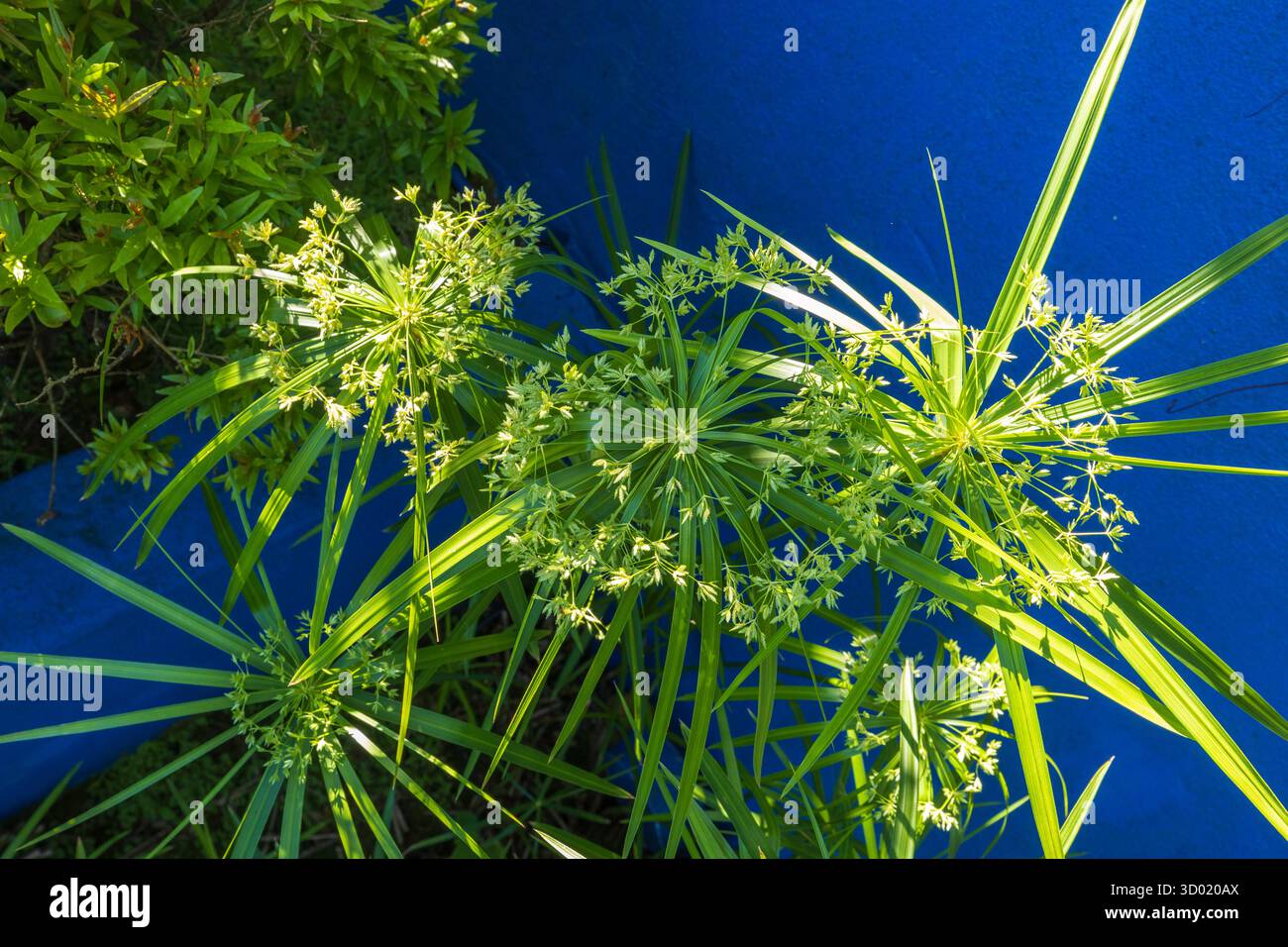 France, côtes d'Armor, Plouec du Trieux, les jardins du Kerfouler, jardin remarquable, jardin marocain, Cyperus (Cyperus alternifolius) Banque D'Images France, côtes d'Armor, Plouec du Trieux, les jardins du Kerfouler, jardin remarquable, jardin marocain, Cyperus (Cyperus alternifolius) Banque D'Images
