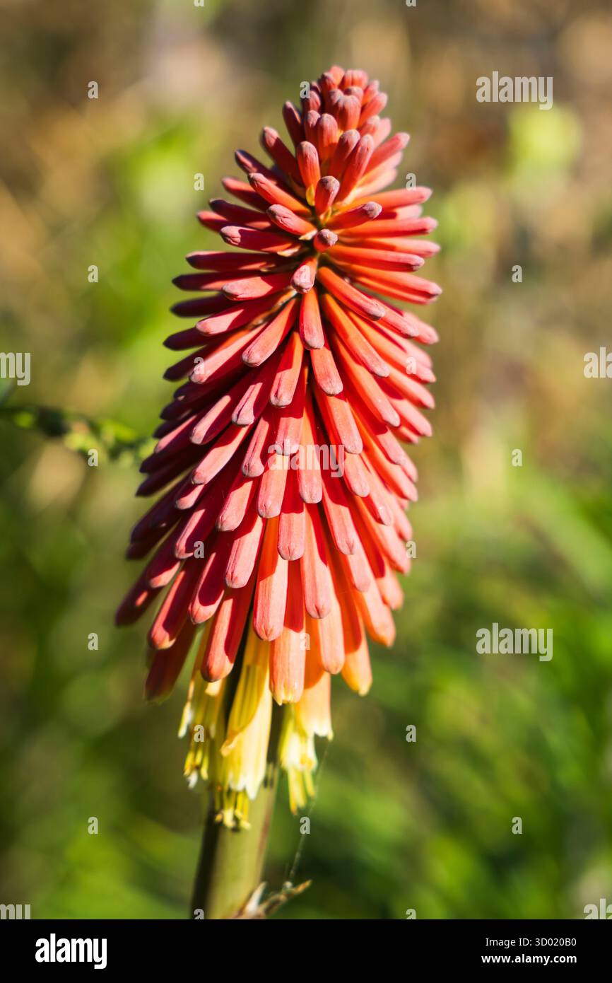 France, Côtes d'Armor (22), Plouëc-du-Trieux, les jardins du Kerfouler, jardin remarquable, jardin tout allumé, Red Hot Poker, kniphofia uvaria (Asphodelaceae) Banque D'Images France, Côtes d'Armor (22), Plouëc-du-Trieux, les jardins du Kerfouler, jardin remarquable, jardin tout allumé, Red Hot Poker, kniphofia uvaria (Asphodelaceae) Banque D'Images