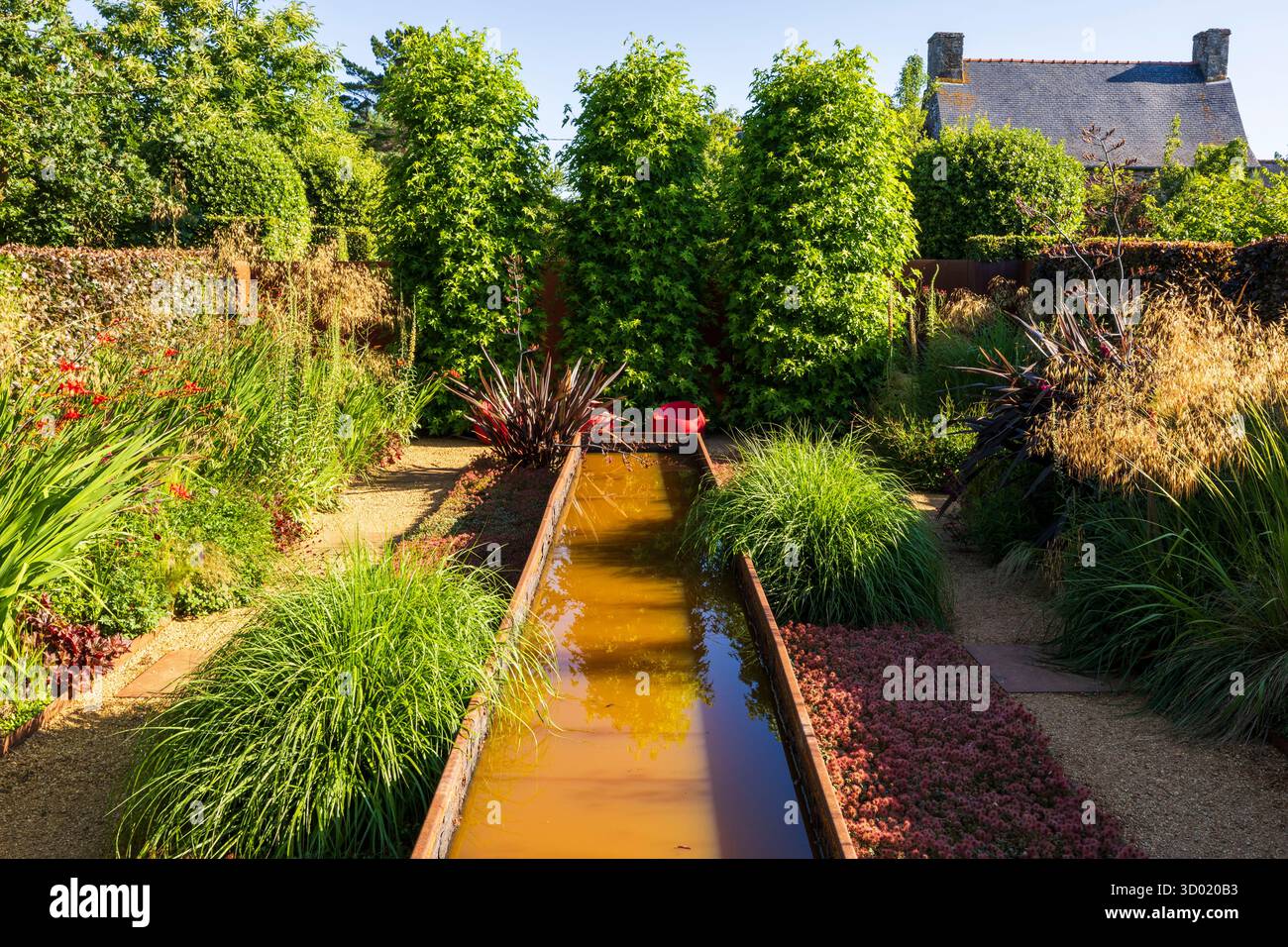 France, côtes d'Armor, Plouec du Trieux, les jardins de Kerfouler, jardin remarquable, jardin tout feu toute flamme, worplesdon (liquididambar styraciflua) Banque D'Images France, côtes d'Armor, Plouec du Trieux, les jardins de Kerfouler, jardin remarquable, jardin tout feu toute flamme, worplesdon (liquididambar styraciflua) Banque D'Images