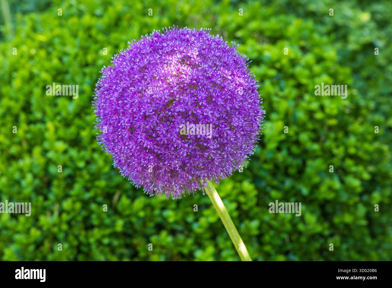 France, côtes d'Armor, Plouec du Trieux, les jardins du Kerfouler, jardin remarquable, allium giganteum (Alliaceae) Banque D'Images France, côtes d'Armor, Plouec du Trieux, les jardins du Kerfouler, jardin remarquable, allium giganteum (Alliaceae) Banque D'Images
