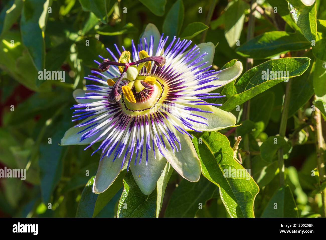 France, côtes d'Armor, Plouec du Trieux, les jardins du Kerfouler, jardin remarquable, jardin zen en Bretagne, fleur de la passion (Passiflora caerulea) Banque D'Images France, côtes d'Armor, Plouec du Trieux, les jardins du Kerfouler, jardin remarquable, jardin zen en Bretagne, fleur de la passion (Passiflora caerulea) Banque D'Images