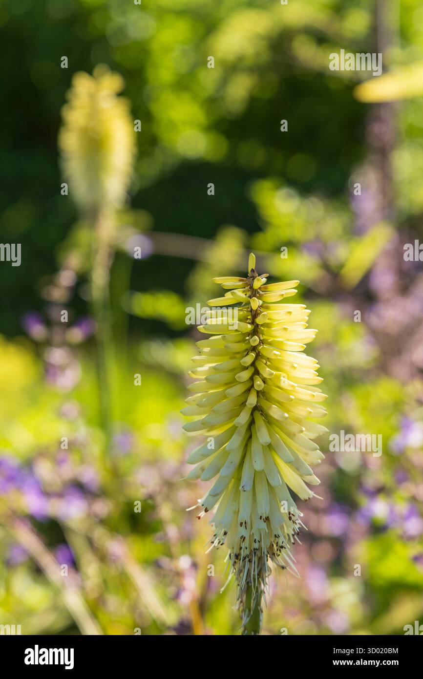 France, côtes d'Armor, Plouec du Trieux, les jardins du Kerfouler, jardin remarquable, jardin bleu citron, reine de glace khnipofia (Asphodelaceae) Banque D'Images France, côtes d'Armor, Plouec du Trieux, les jardins du Kerfouler, jardin remarquable, jardin bleu citron, reine de glace khnipofia (Asphodelaceae) Banque D'Images