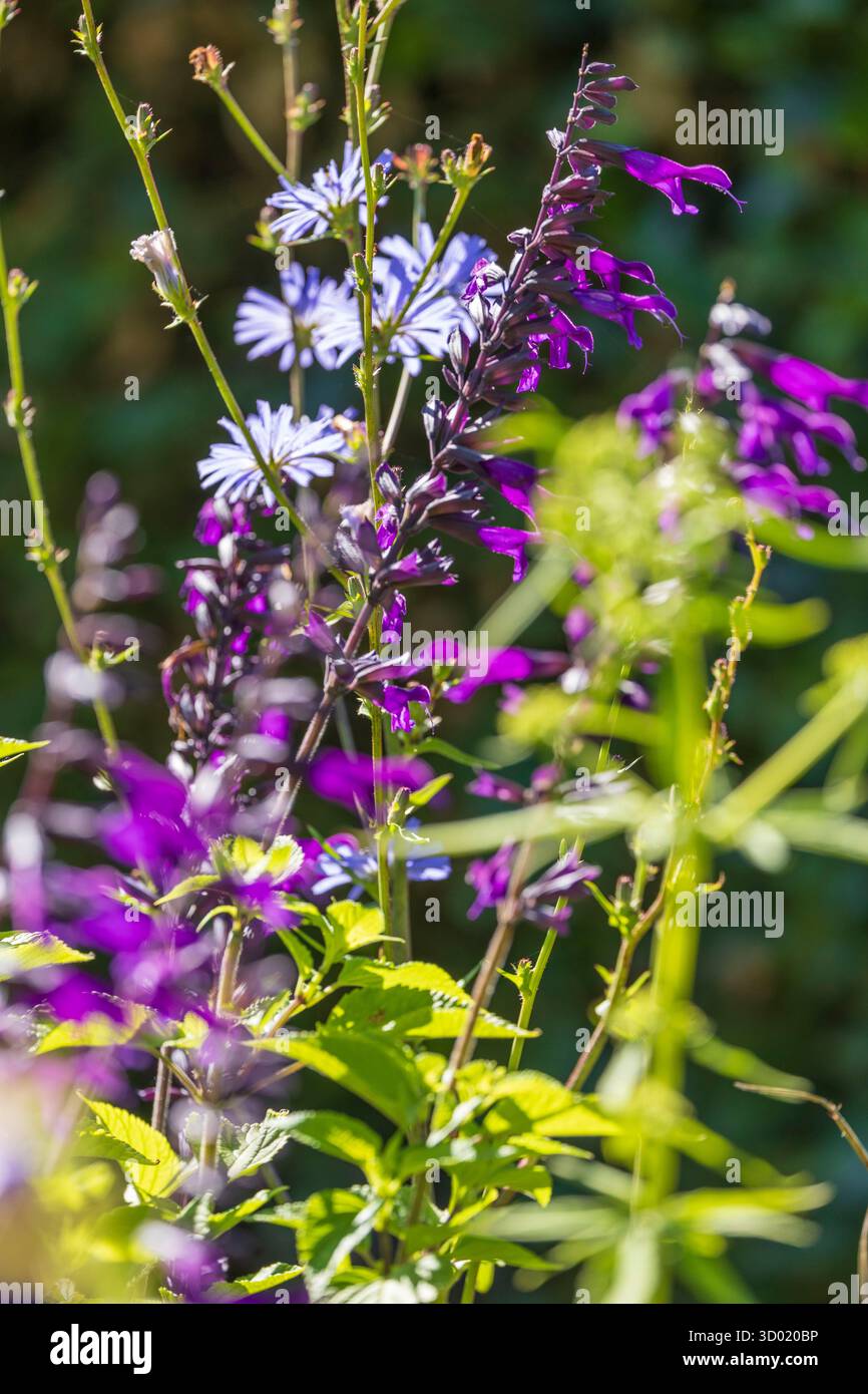 France, côtes d'Armor, Plouec du Trieux, les jardins du Kerfouler, jardin remarquable, sauge (Salvia officinalis) et chicorée (Cichorium intybus) Banque D'Images France, côtes d'Armor, Plouec du Trieux, les jardins du Kerfouler, jardin remarquable, sauge (Salvia officinalis) et chicorée (Cichorium intybus) Banque D'Images