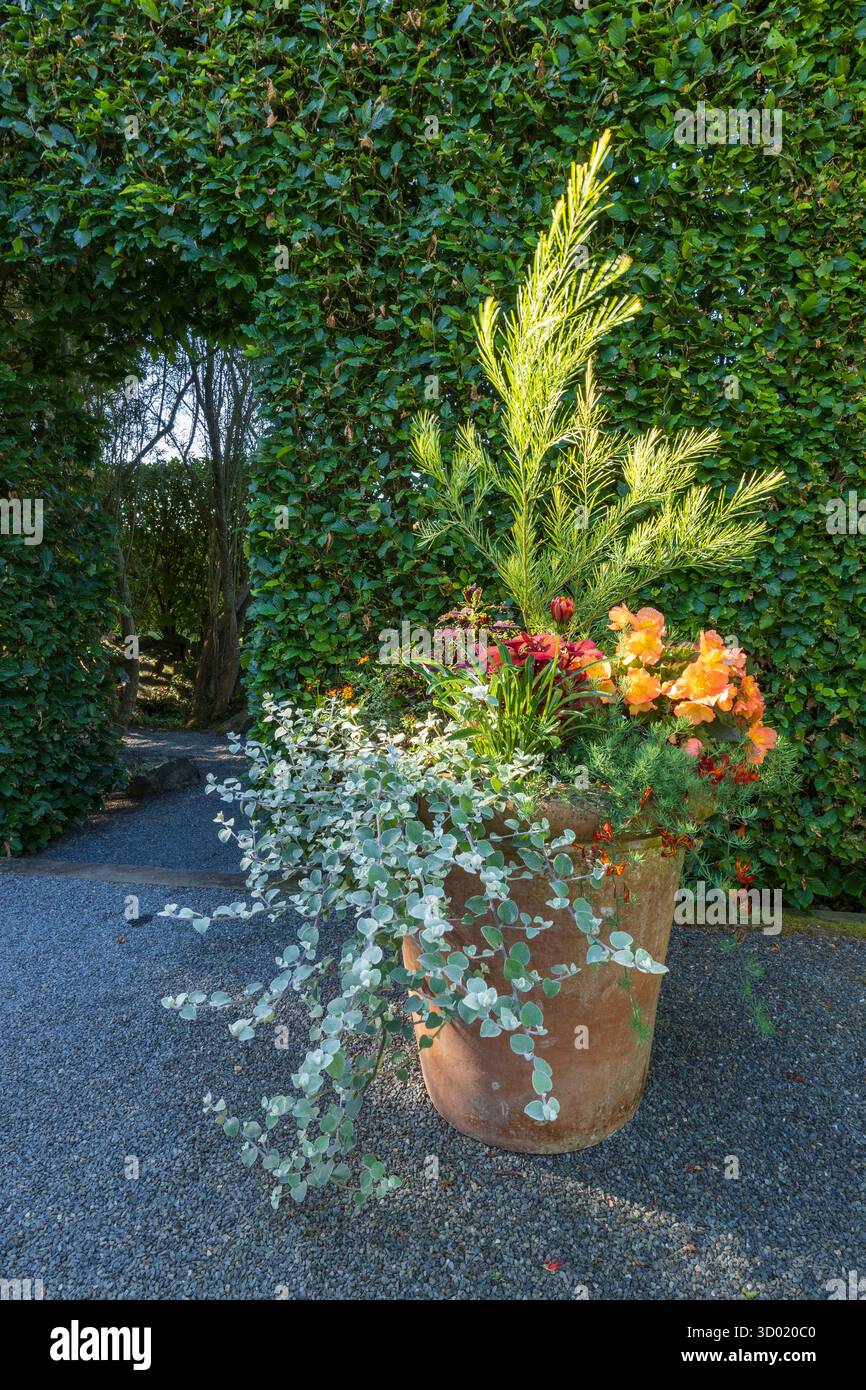 France, côtes d'Armor, Plouec du Trieux, les jardins du Kerfouler, jardin remarquable, pot de fleurs Banque D'Images France, côtes d'Armor, Plouec du Trieux, les jardins du Kerfouler, jardin remarquable, pot de fleurs Banque D'Images