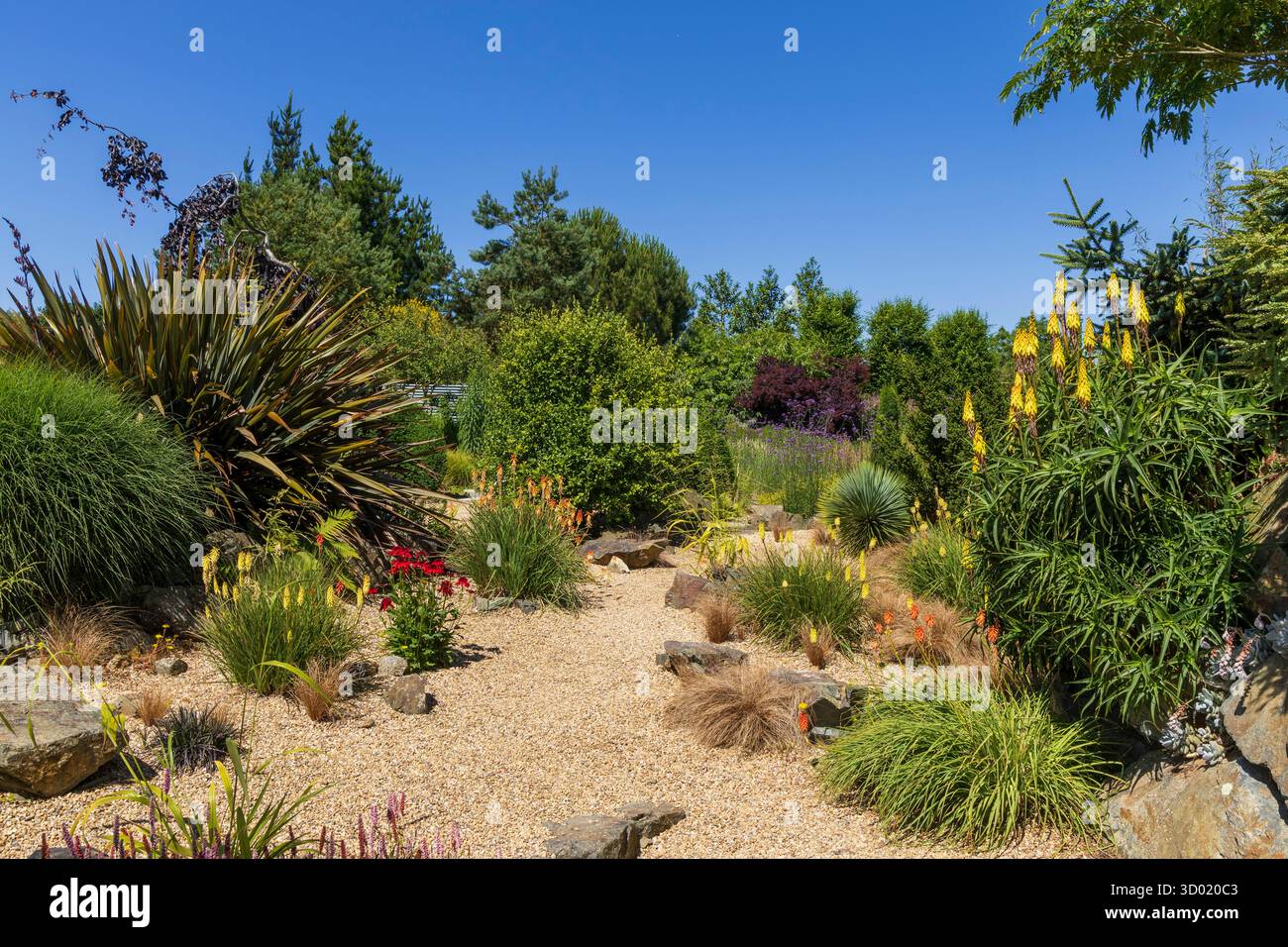 France, côtes d'Armor, Plouec du Trieux, les jardins du Kerfouler, jardin remarquable, jardin avec un goût de soleil, Red Hot Poker, kniphofia uvaria (Asphodelaceae) Banque D'Images France, côtes d'Armor, Plouec du Trieux, les jardins du Kerfouler, jardin remarquable, jardin avec un goût de soleil, Red Hot Poker, kniphofia uvaria (Asphodelaceae) Banque D'Images