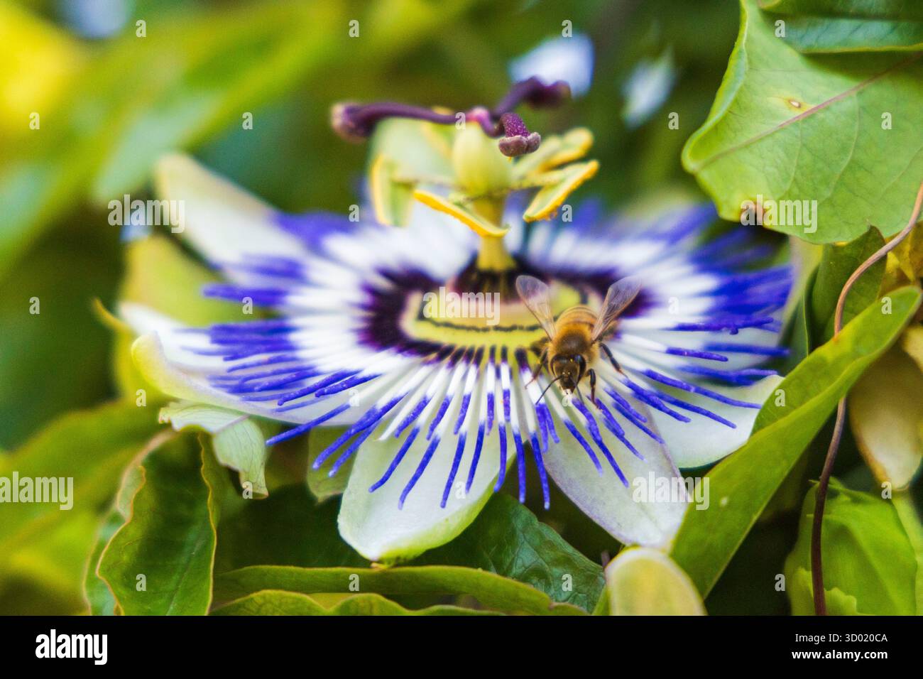 France, côtes d'Armor, Plouec du Trieux, les jardins du Kerfouler, jardin remarquable, jardin zen en Bretagne, fleur de la passion (Passiflora caerulea), abeille Banque D'Images France, côtes d'Armor, Plouec du Trieux, les jardins du Kerfouler, jardin remarquable, jardin zen en Bretagne, fleur de la passion (Passiflora caerulea), abeille Banque D'Images