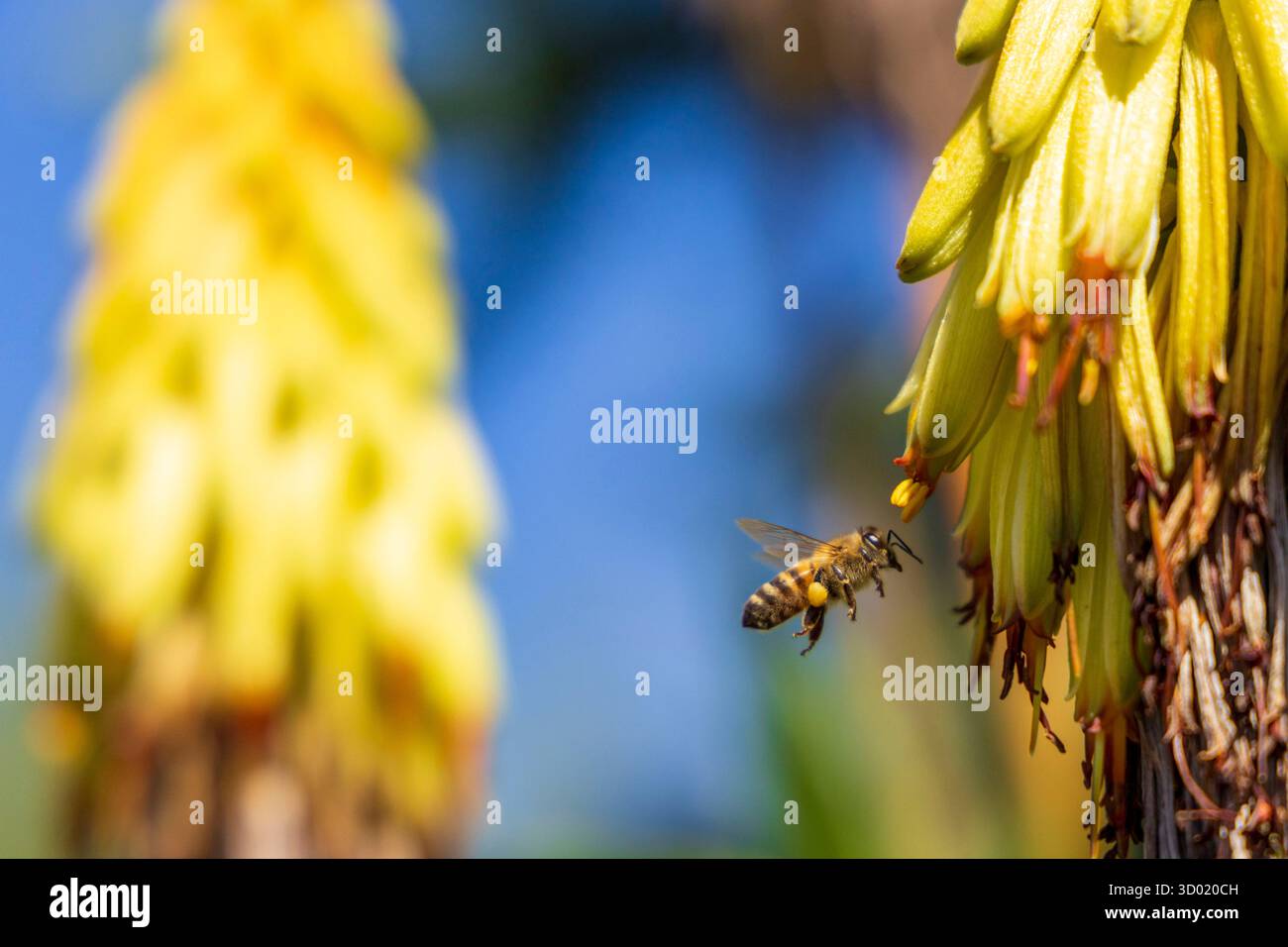 France, côtes d'Armor, Plouec du Trieux, les jardins du Kerfouler, jardin remarquable, jardin aromatisé au soleil, aloe plicatilis (Kumara plicatilis), abeille Banque D'Images France, côtes d'Armor, Plouec du Trieux, les jardins du Kerfouler, jardin remarquable, jardin aromatisé au soleil, aloe plicatilis (Kumara plicatilis), abeille Banque D'Images