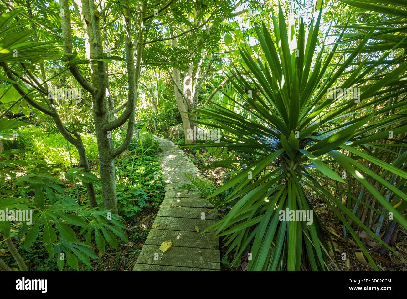France, côtes d'Armor, Plouec du Trieux, les jardins du Kerfouler, jardin remarquable, jardin vert oasis, Yucca (Yucca aloifolia), chemin Banque D'Images France, côtes d'Armor, Plouec du Trieux, les jardins du Kerfouler, jardin remarquable, jardin vert oasis, Yucca (Yucca aloifolia), chemin Banque D'Images