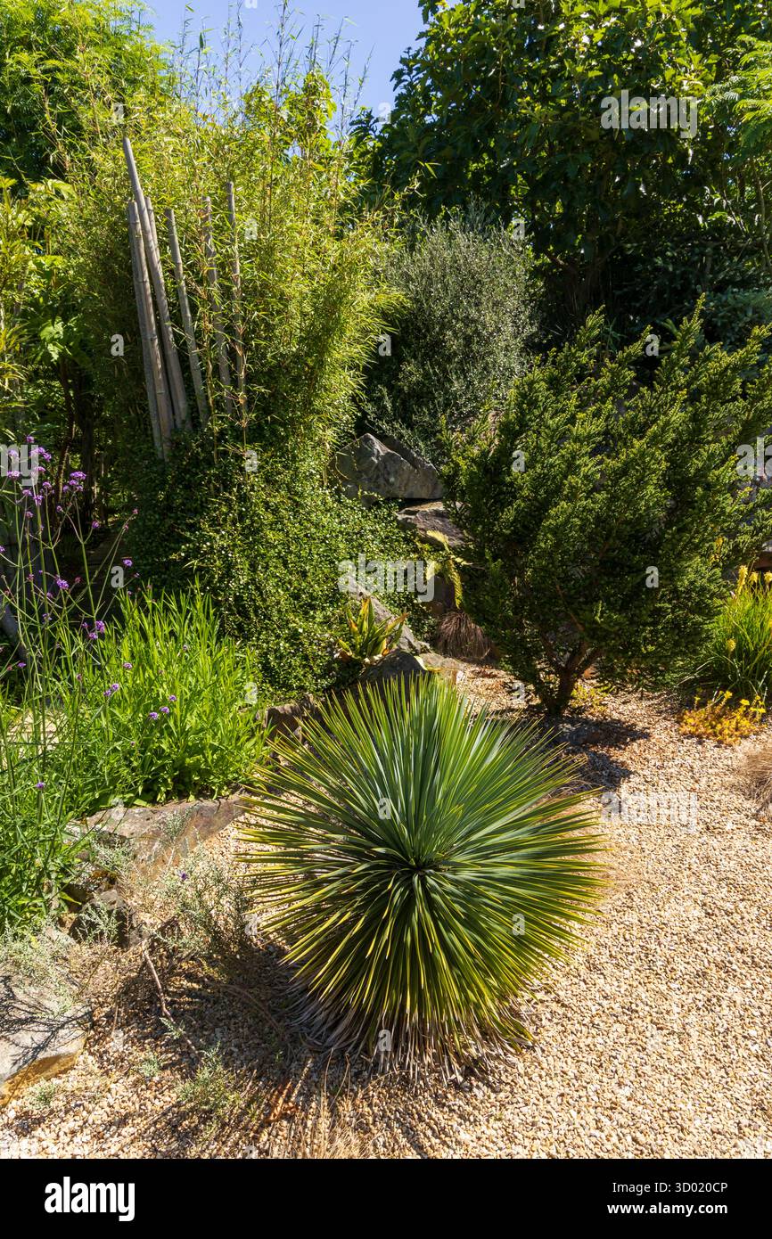 France, côtes d'Armor, Plouec du Trieux, les jardins du Kerfouler, jardin remarquable, jardin aromatisé au soleil, yucca rostrata yucca à bec (yucca) Banque D'Images France, côtes d'Armor, Plouec du Trieux, les jardins du Kerfouler, jardin remarquable, jardin aromatisé au soleil, yucca rostrata yucca à bec (yucca) Banque D'Images