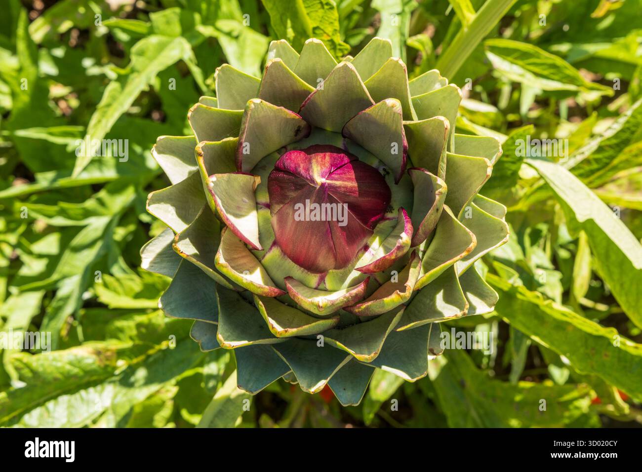France, côtes d'Armor, Plouec du Trieux, jardins de Kerfouler, jardin remarquable, jardin de tante Agathe, artichaut (Cynara cardunculus var. scolymus) Banque D'Images France, côtes d'Armor, Plouec du Trieux, jardins de Kerfouler, jardin remarquable, jardin de tante Agathe, artichaut (Cynara cardunculus var. scolymus) Banque D'Images