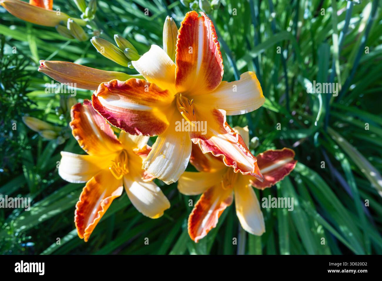 France, côtes d'Armor, Plouec du Trieux, les jardins du Kerfouler, jardin remarquable, lys (Hemerocallis) Banque D'Images France, côtes d'Armor, Plouec du Trieux, les jardins du Kerfouler, jardin remarquable, lys (Hemerocallis) Banque D'Images