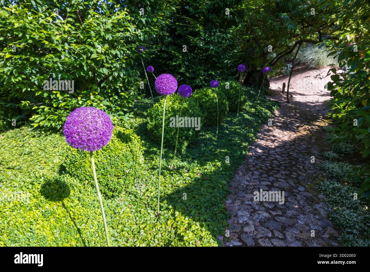 France, côtes d'Armor, Plouec du Trieux, les jardins du Kerfouler, jardin remarquable, allium giganteum (Alliaceae) Banque D'Images France, côtes d'Armor, Plouec du Trieux, les jardins du Kerfouler, jardin remarquable, allium giganteum (Alliaceae) Banque D'Images