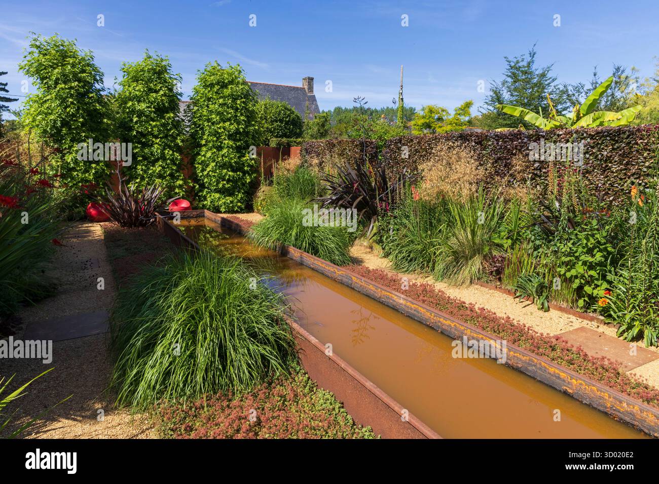 France, côtes d'Armor, Plouec du Trieux, les jardins de Kerfouler, jardin remarquable, jardin tout feu toute flamme, worplesdon (liquididambar styraciflua) Banque D'Images France, côtes d'Armor, Plouec du Trieux, les jardins de Kerfouler, jardin remarquable, jardin tout feu toute flamme, worplesdon (liquididambar styraciflua) Banque D'Images