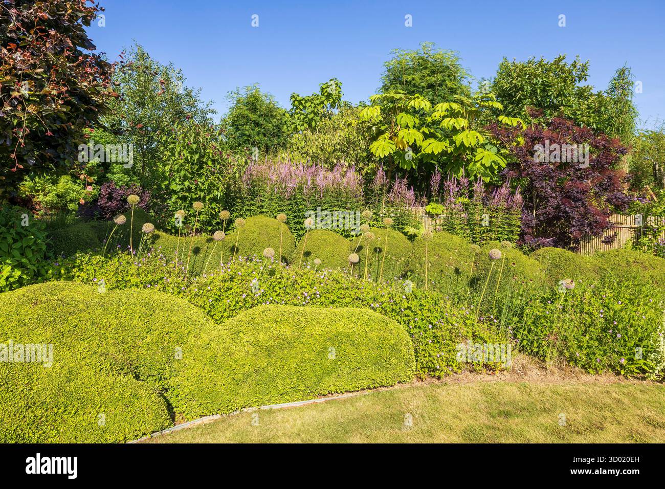 France, côtes d'Armor, Plouec du Trieux, les jardins du Kerfouler, jardin remarquable, allium giganteum (Alliaceae) Banque D'Images France, côtes d'Armor, Plouec du Trieux, les jardins du Kerfouler, jardin remarquable, allium giganteum (Alliaceae) Banque D'Images