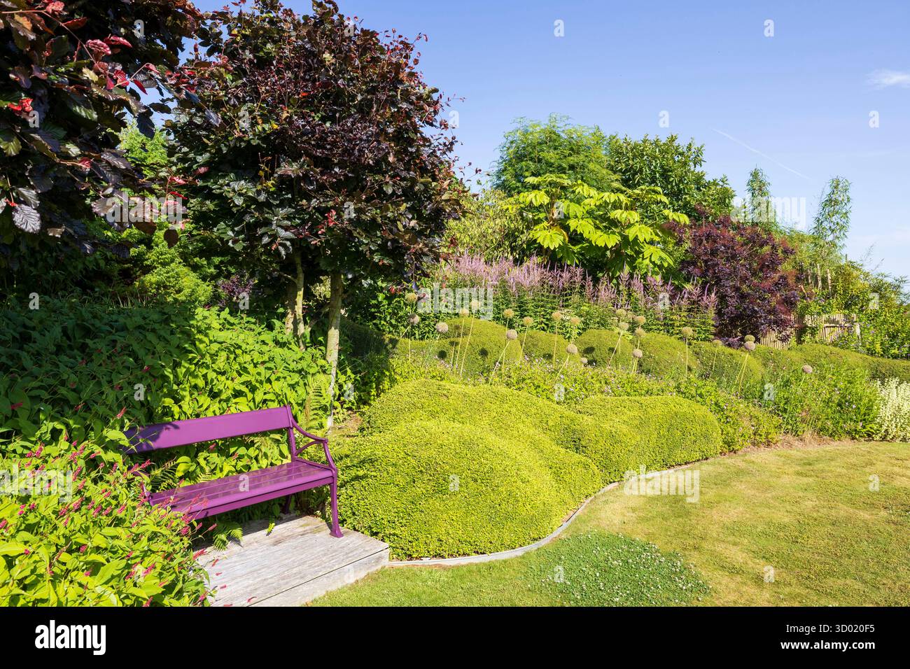France, côtes d'Armor, Plouec du Trieux, les jardins du Kerfouler, jardin remarquable, allium giganteum (Alliaceae), banc Banque D'Images France, côtes d'Armor, Plouec du Trieux, les jardins du Kerfouler, jardin remarquable, allium giganteum (Alliaceae), banc Banque D'Images