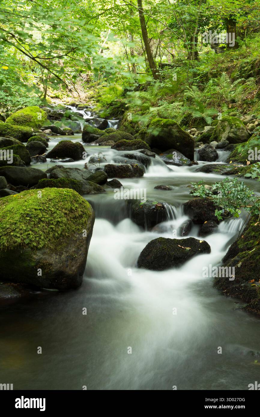 Petit ruisseau près du parking supérieur au début du chemin vers Aber Falls coulant à travers les arbres et les rochers, pays de Galles, ruisseau de montagne Banque D'Images