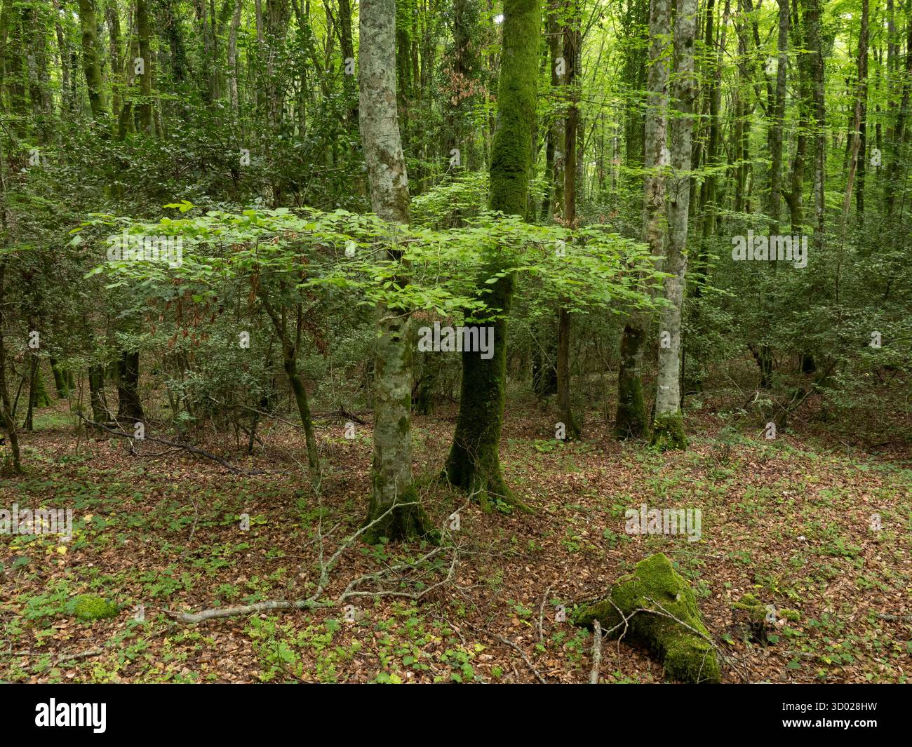 Forêt Umbra Woodland, région du Gargano, Pouilles, Italie Banque D'Images