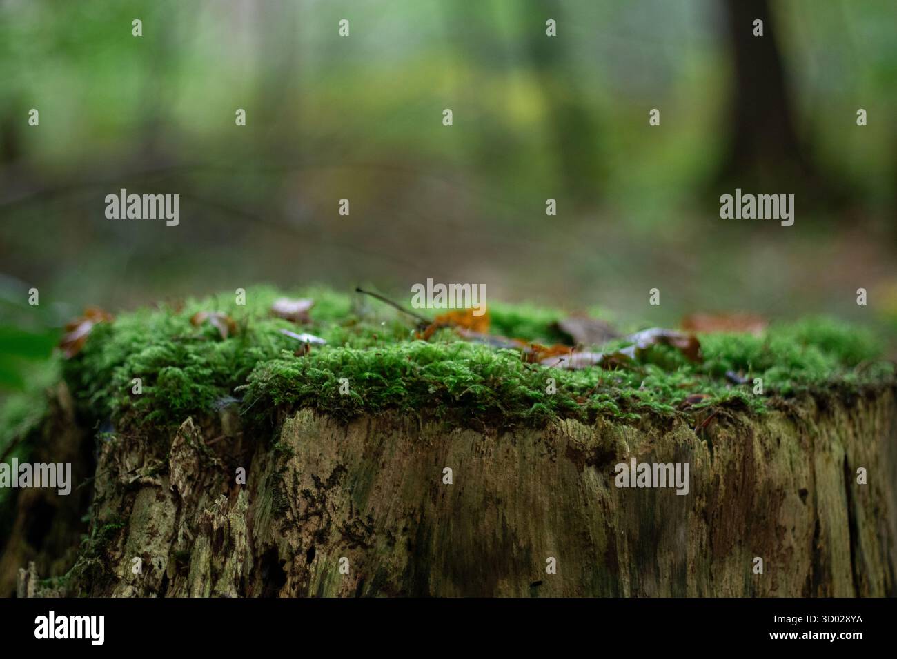 Podium naturel de souche d'arbre avec mousse verte et fond flou Banque D'Images