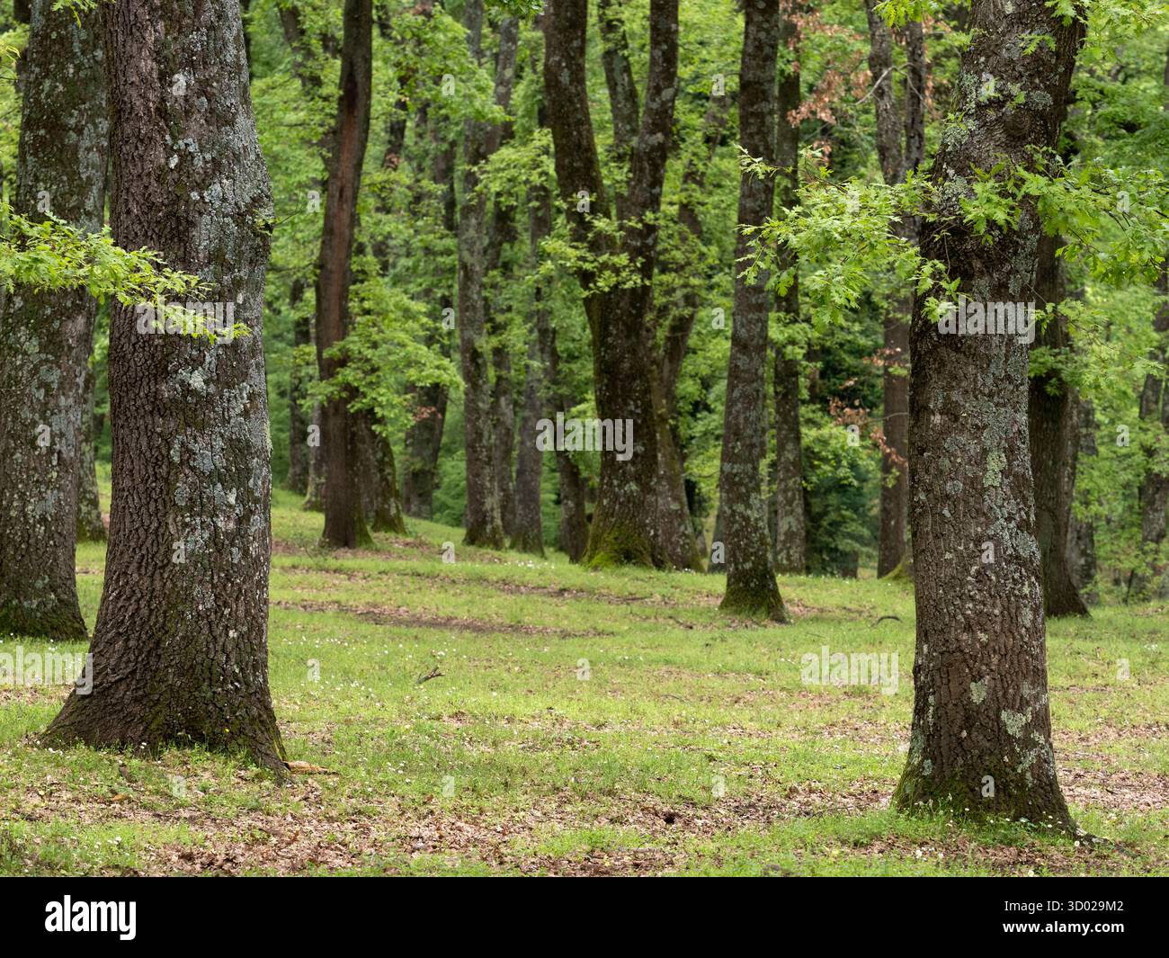 Bois de chêne hongrois (Quercus frainetto) Bosco Spinapulci, région du Gargano, Pouilles, Italie Banque D'Images