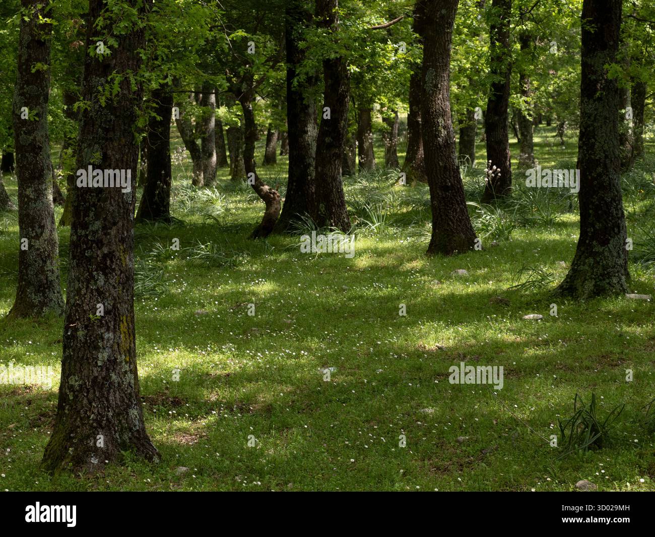 Bois de chêne hongrois (Quercus frainetto) Bosco Spinapulci, région du Gargano, Pouilles, Italie Banque D'Images