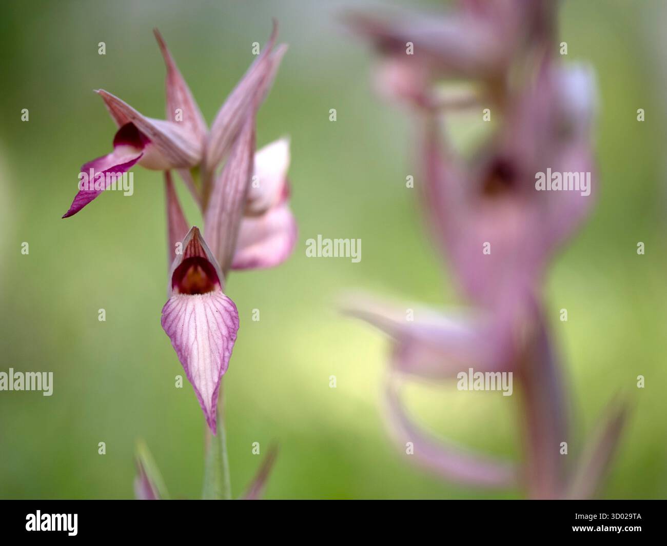 Orchidée à lèvres longues (Serapias vomeracea) Bosco Spinapulci, région du Gargano, Pouilles, Italie Banque D'Images